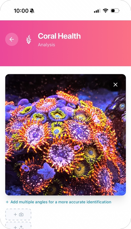 Reef Vitals coral health identification — zoanthid colony photo upload