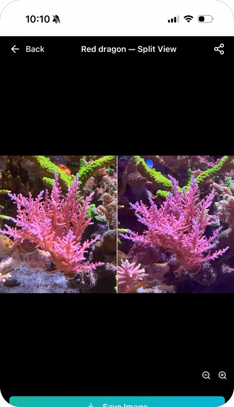Reef Vitals visual timeline split view — Red Dragon Acropora coral growth comparison