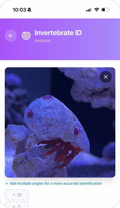 Reef Vitals invertebrate ID — hermit crab care recommendations and compatibility